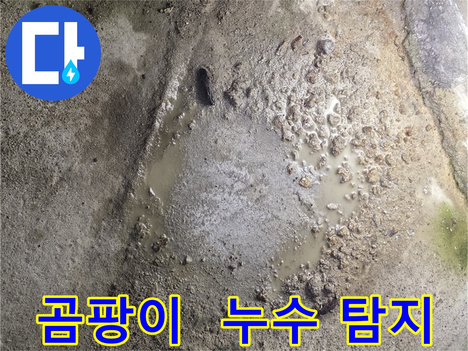철원군 서면 와수리 누수 현장 - 곰팡이가 발생한 바닥을 통해 철저한 누수 탐지가 필요한 상황임을 보여줍니다.