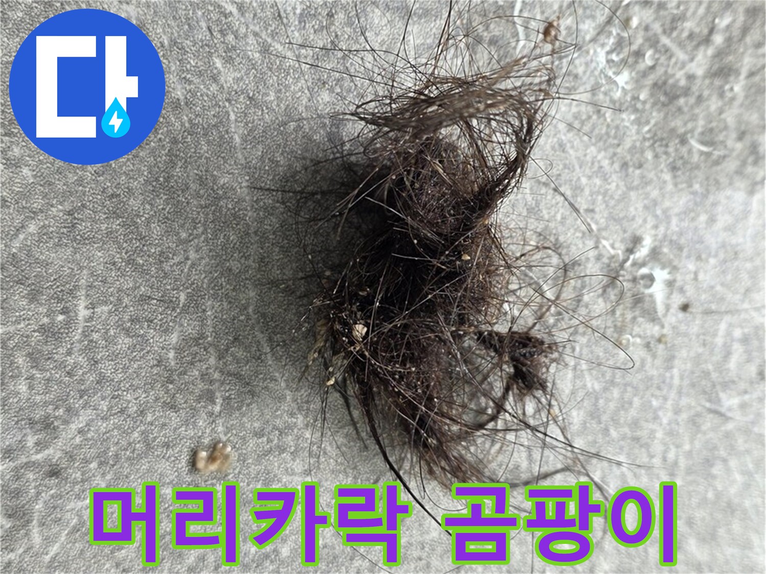 머리카락 곰팡이 - 머리카락 뭉치 주변 곰팡이는 누수의 위험 신호일 수 있습니다.