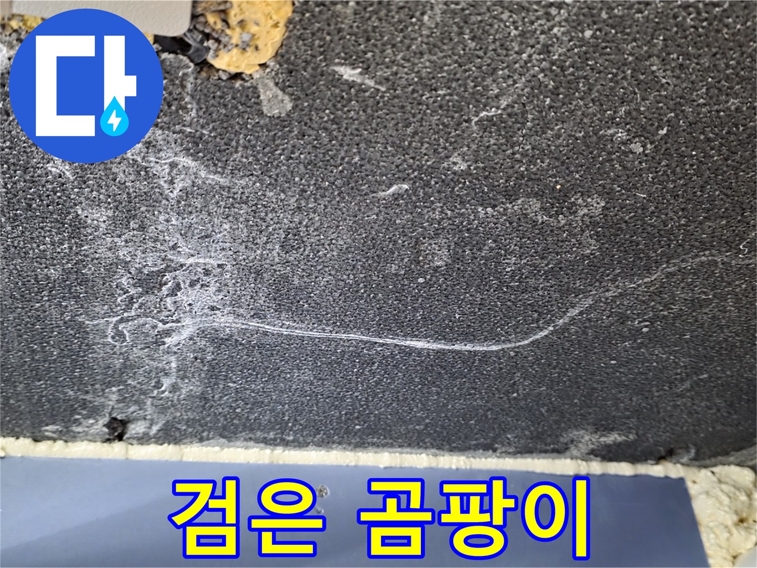 운정 아파트 천장 누수 - 검은 곰팡이 확인, 곰팡이 누수 진단