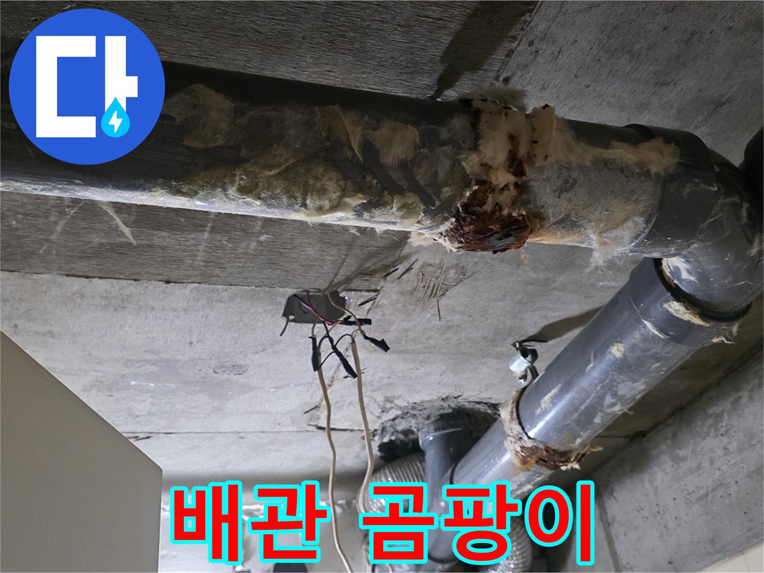 신사동 새절역현대아파트 누수 - 오수 배관 곰팡이 발생