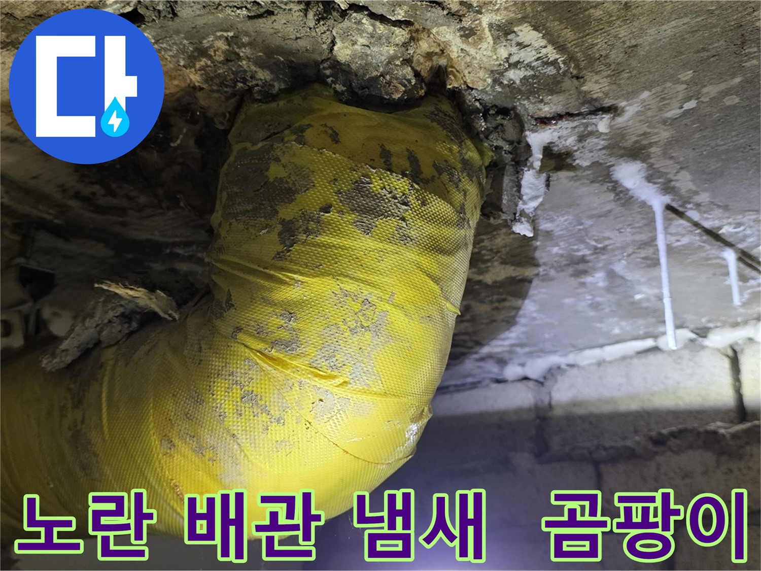 썩어가는 노란 배관 악취 - 은평구 누수, 건강 적신호, 곰팡이 정글, 긴급 점검