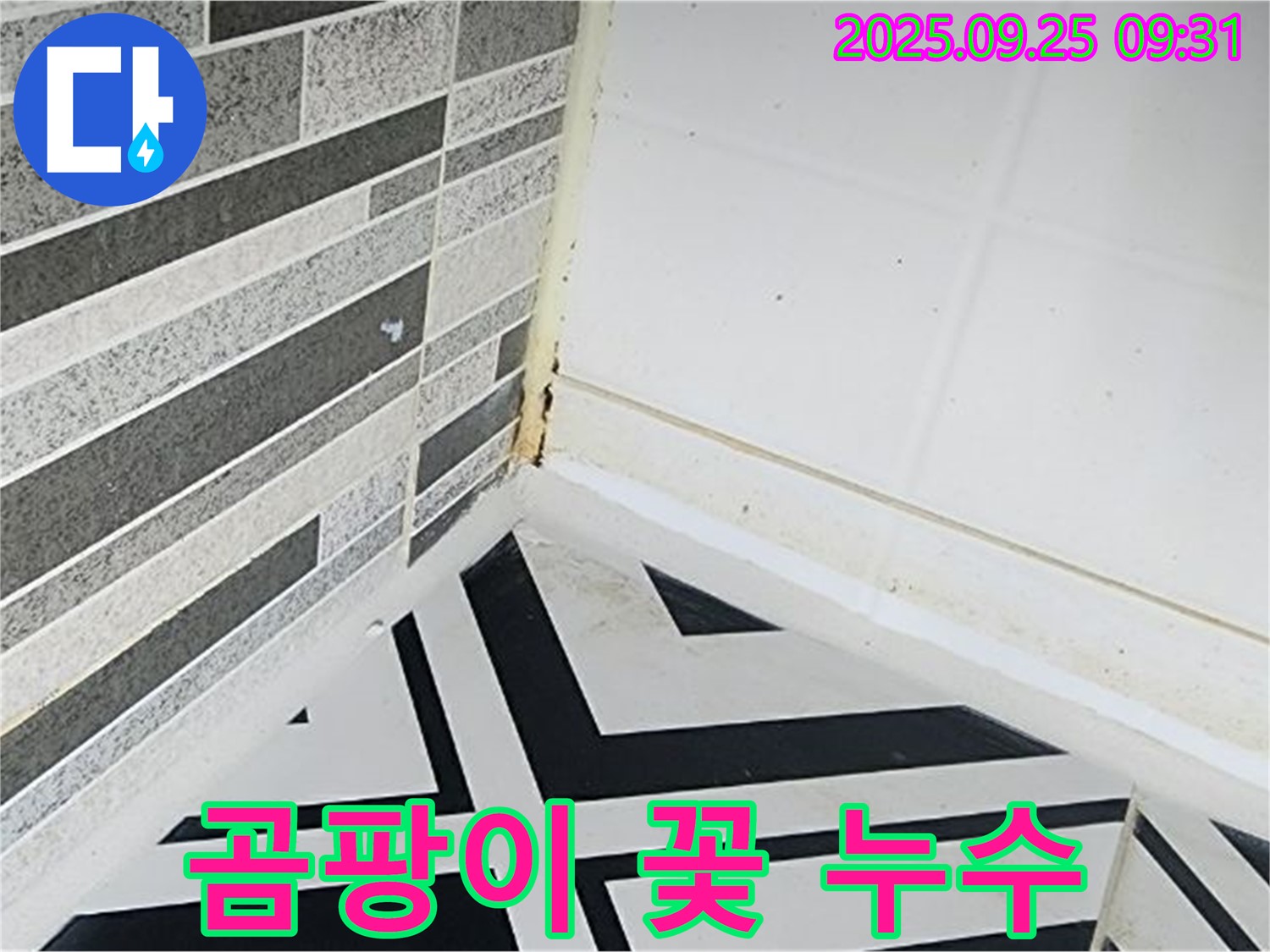양주시 백석 오산리 - 욕실 코너에 곰팡이가 꽃처럼 피어난 모습 - 곰팡이 번식의 심각성을 보여줍니다
