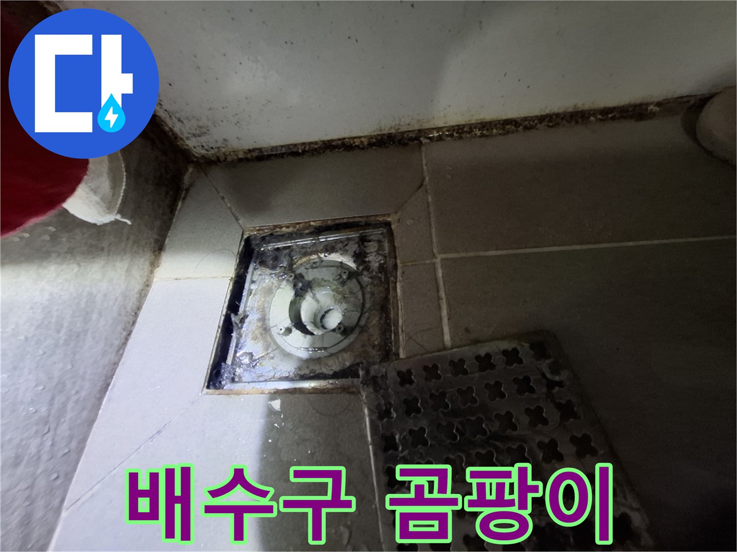 분당 봇들마을2단지 욕실 배수구 - 곰팡이 발생으로 인한 누수 위험