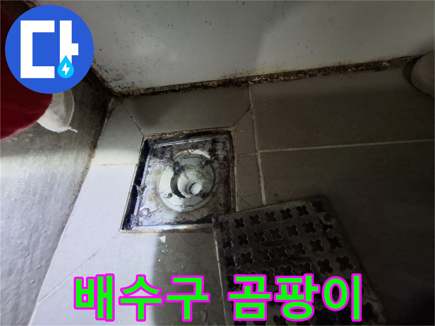 분당 봇들마을2단지 욕실 배수구 - 곰팡이 발생으로 인한 누수 위험
