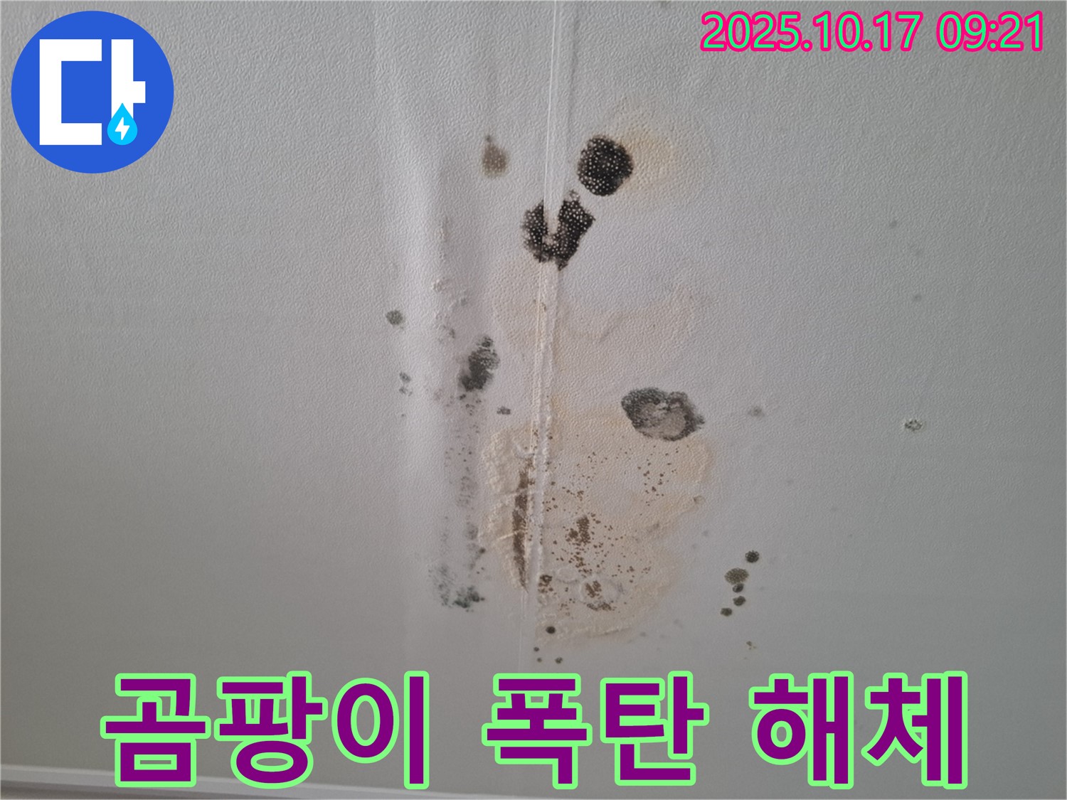 분당 아파트 누수 - 곰팡이 폭탄 맞은 천장 - 긴급 해체 작업 진행