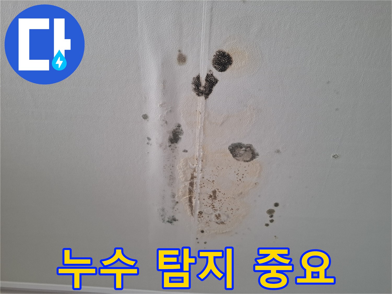성남 분당 아파트 누수 - 곰팡이 확산 방지를 위한 빠른 누수 탐지