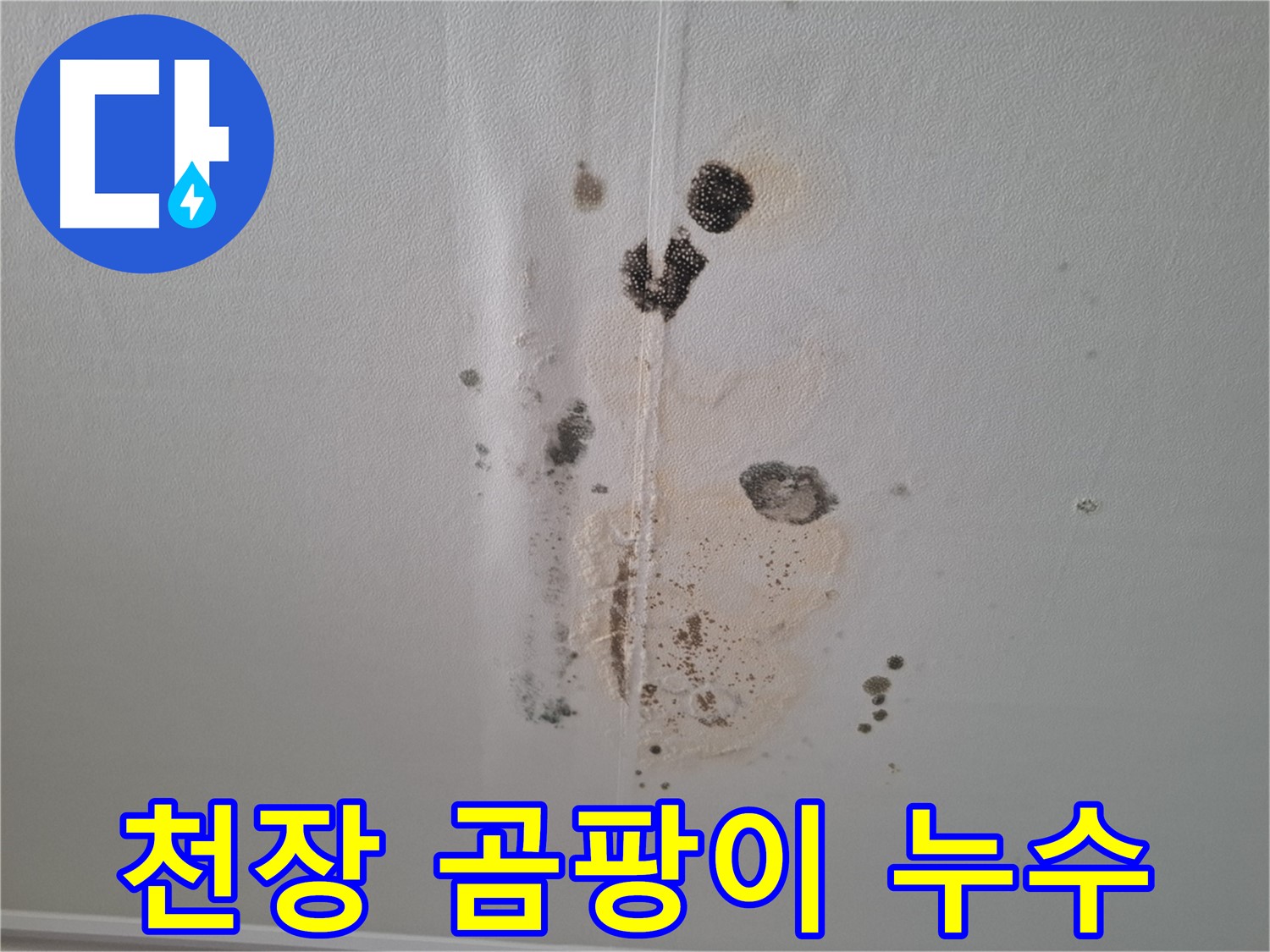 성남시 분당구 아파트 천장 누수 - 곰팡이 발생 원인과 해결 과정