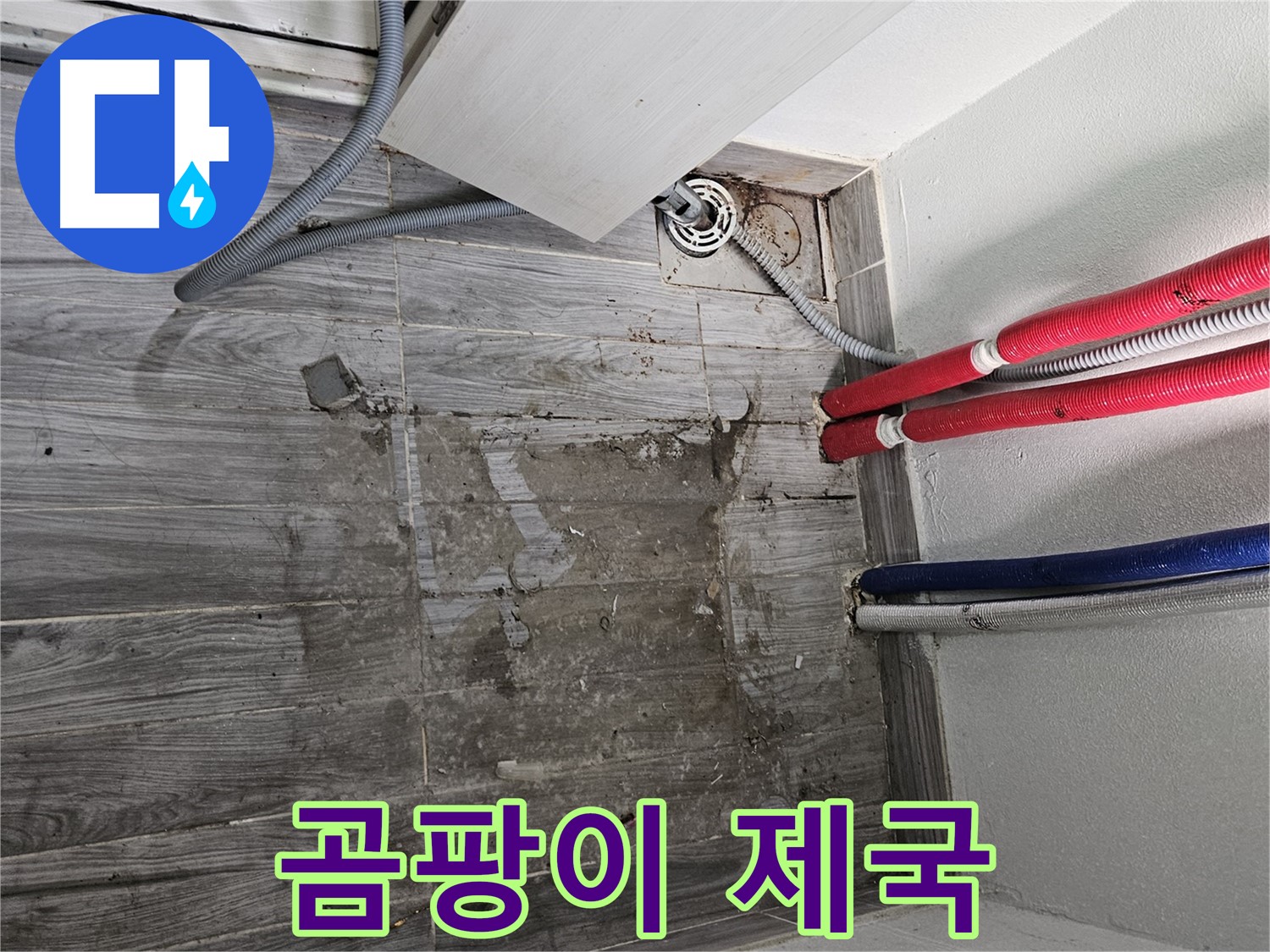 강동구 세탁실 누수 - 곰팡이 제국 건설 중?!
