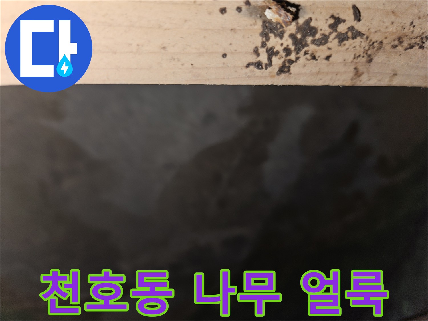 강동구 천호동 누수 - 나무 상단 검은 얼룩 - 누수 위험 경고