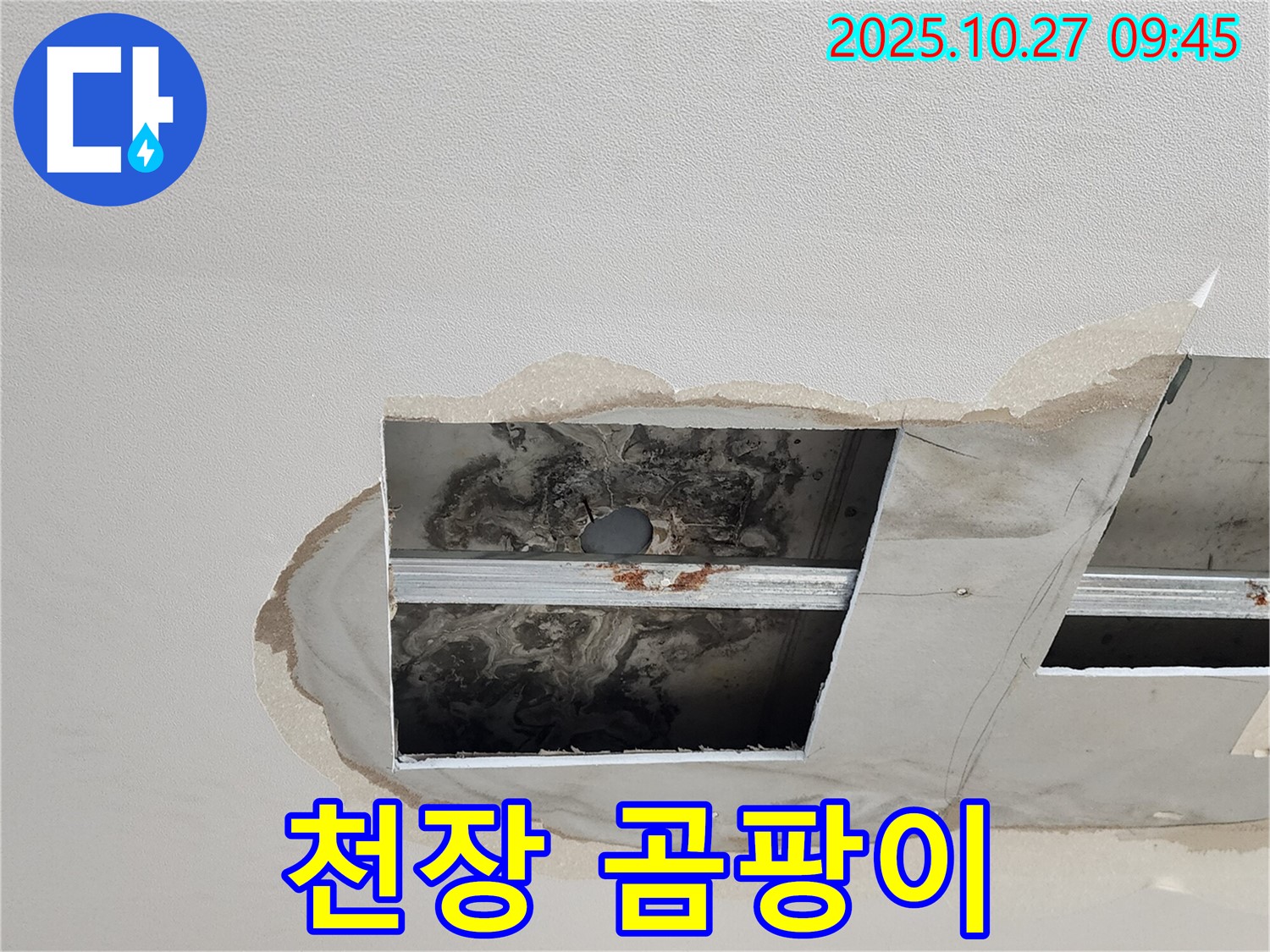 양주 옥정 천장 누수 현장 - 심각한 곰팡이 발생
