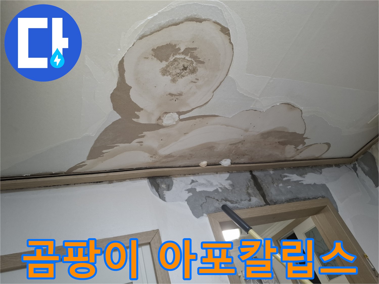 곰팡이 아포칼립스 - 쾌적한 보금자리, 되찾아 줄게!