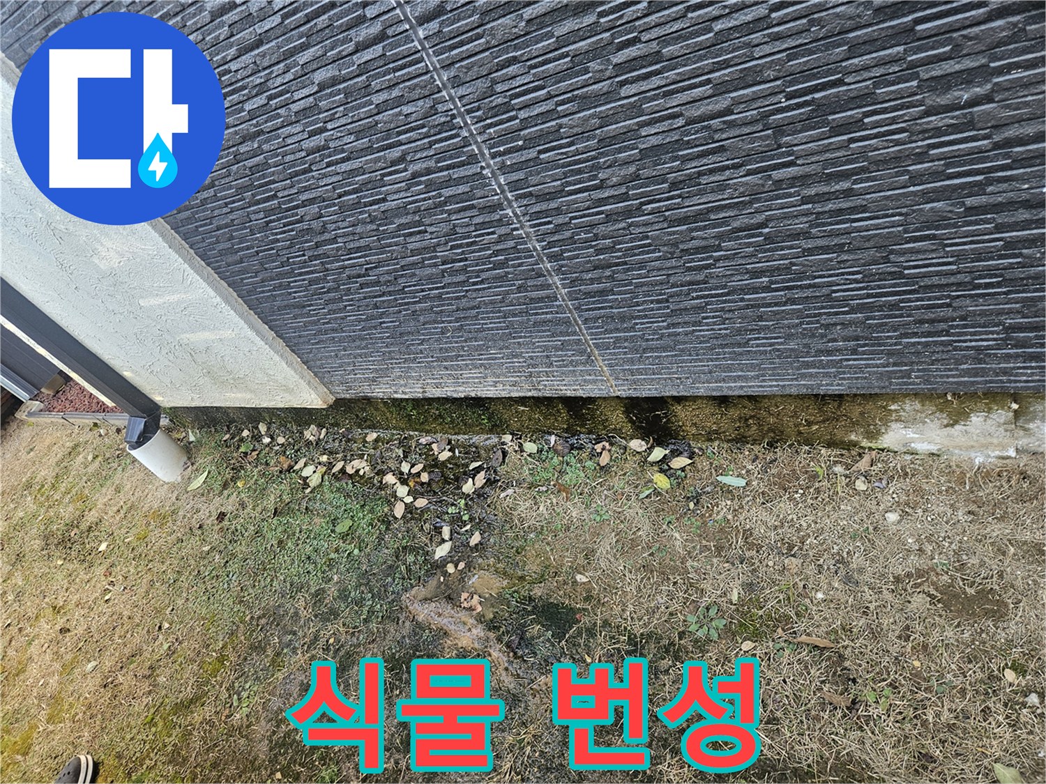 이천시 아리역로 인근 외벽 누수 - 습기로 인한 식물 번성 - 건물 구조 위협