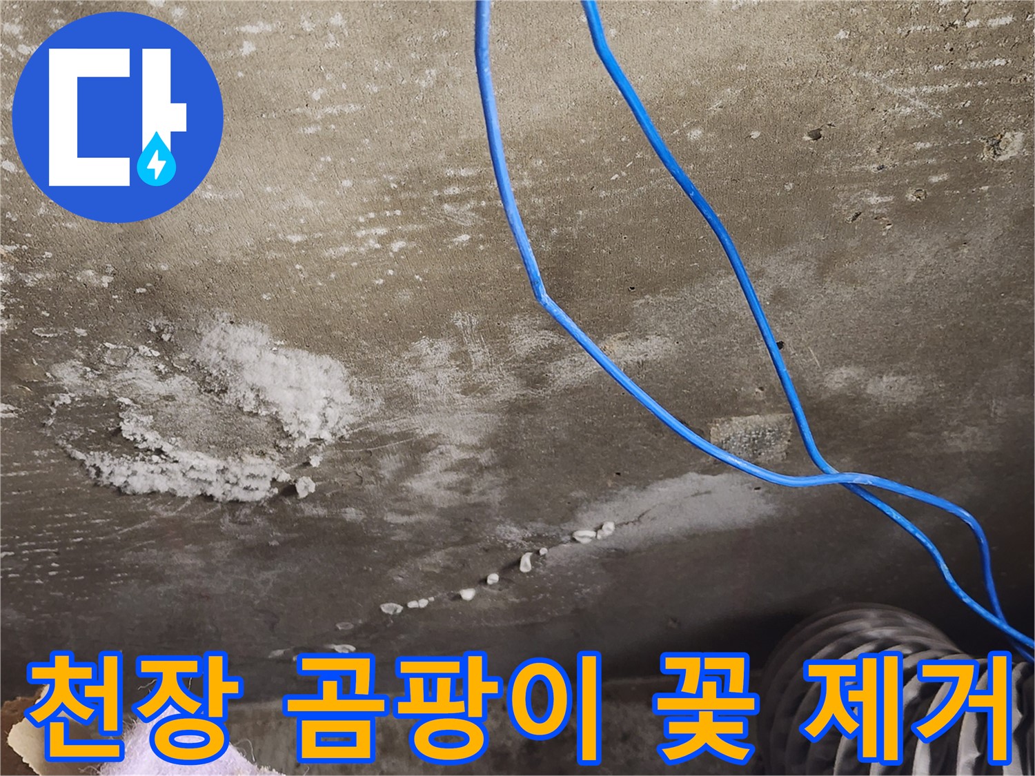 보정동 콘크리트 천장 - 곰팡이 꽃 완벽 제거 - 쾌적한 공간 복원