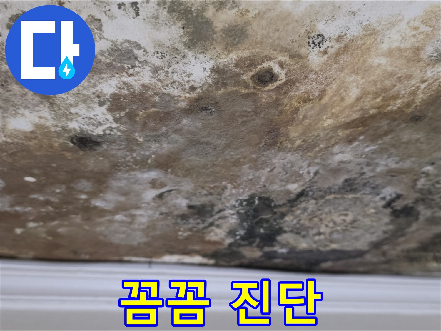 곰팡이 얼룩진 천장 - 꼼꼼하게 진단 중입니다