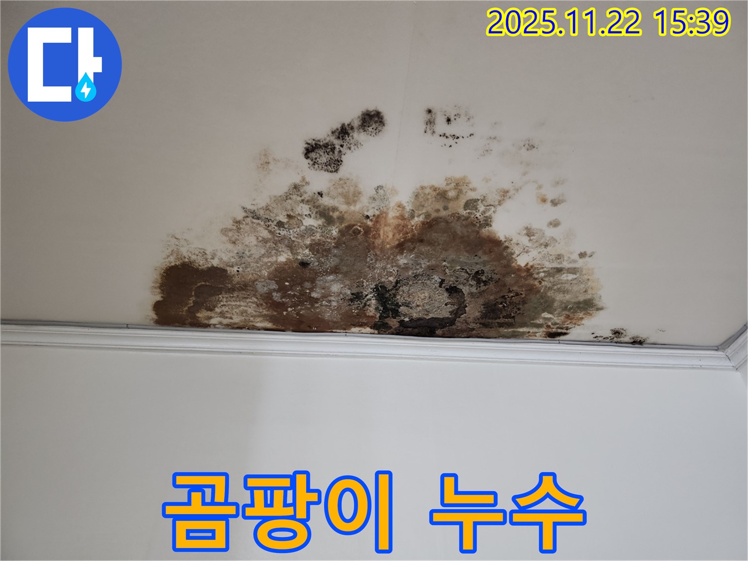 마포구 용강동 곰팡이 누수 - 누수와 곰팡이 동시 해결