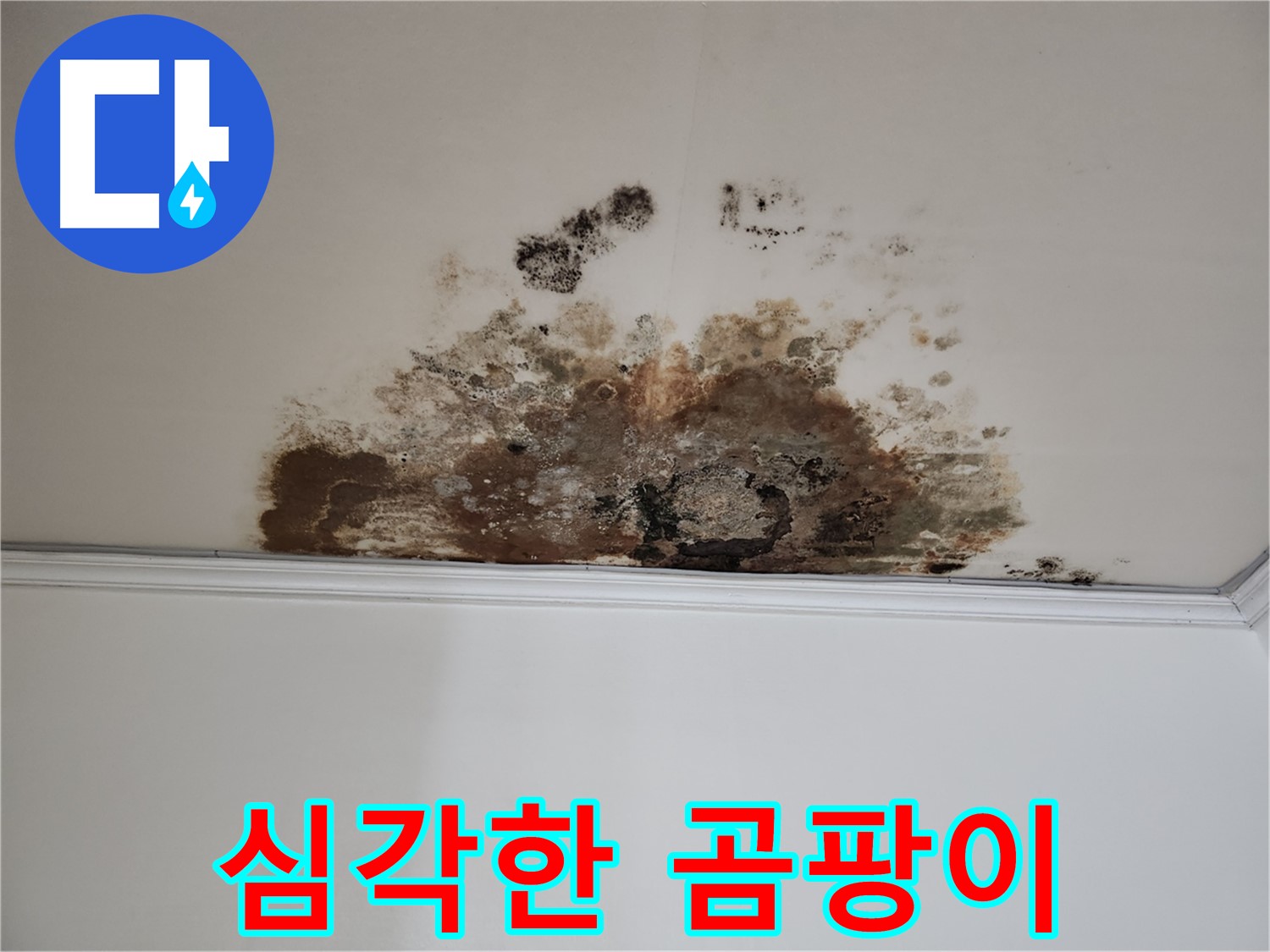용강동 누수 - 심각한 곰팡이 오염