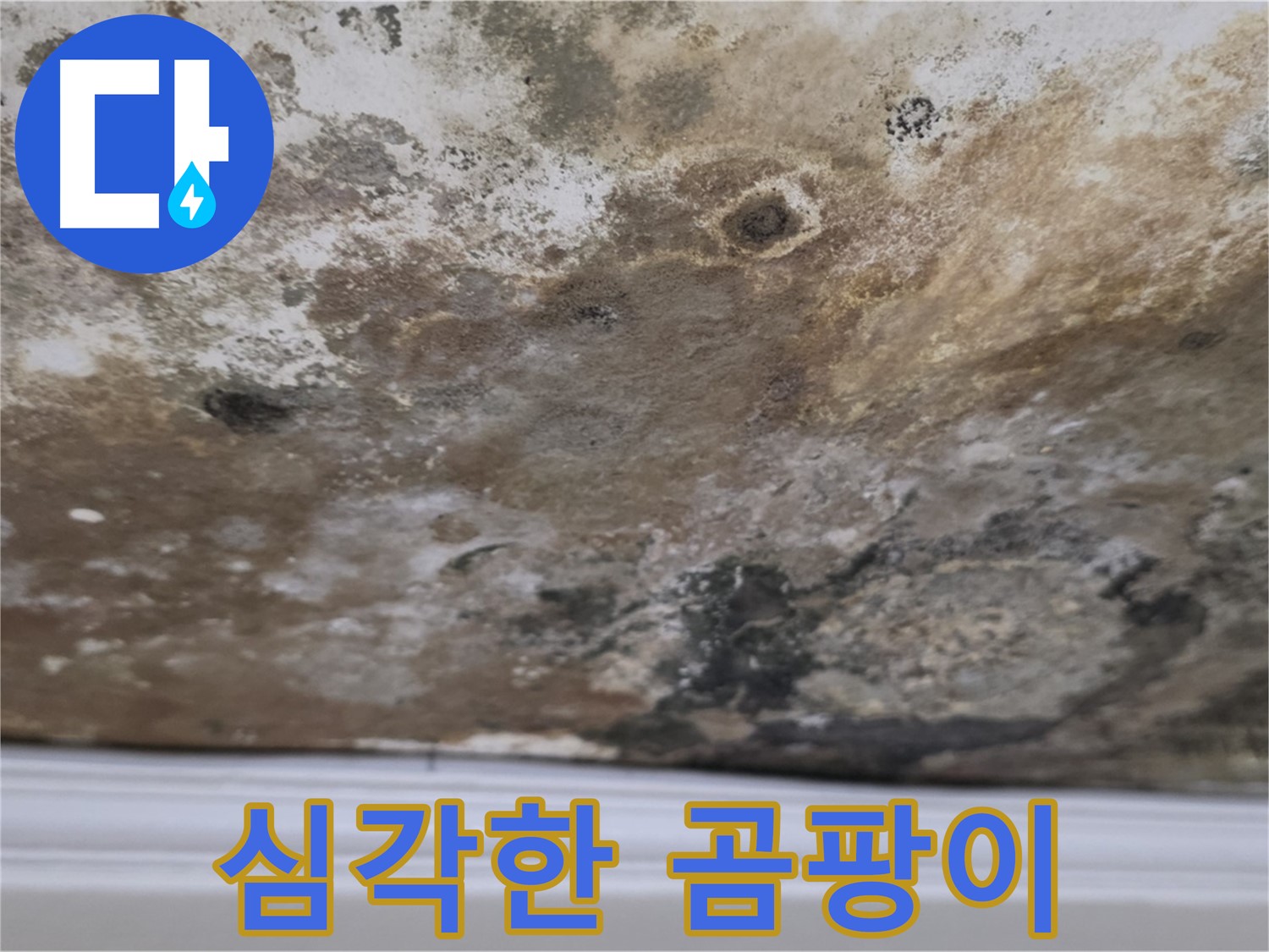 천장 전체를 뒤덮은 심각한 곰팡이 - 누수로 인한 습기가 곰팡이 번식을 가속화 시킨 모습입니다.
