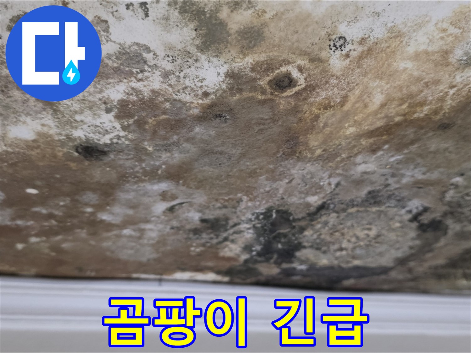 현대홈타운 곰팡이 천장 - 긴급 점검이 필요한 곰팡이로 뒤덮인 천장 모습