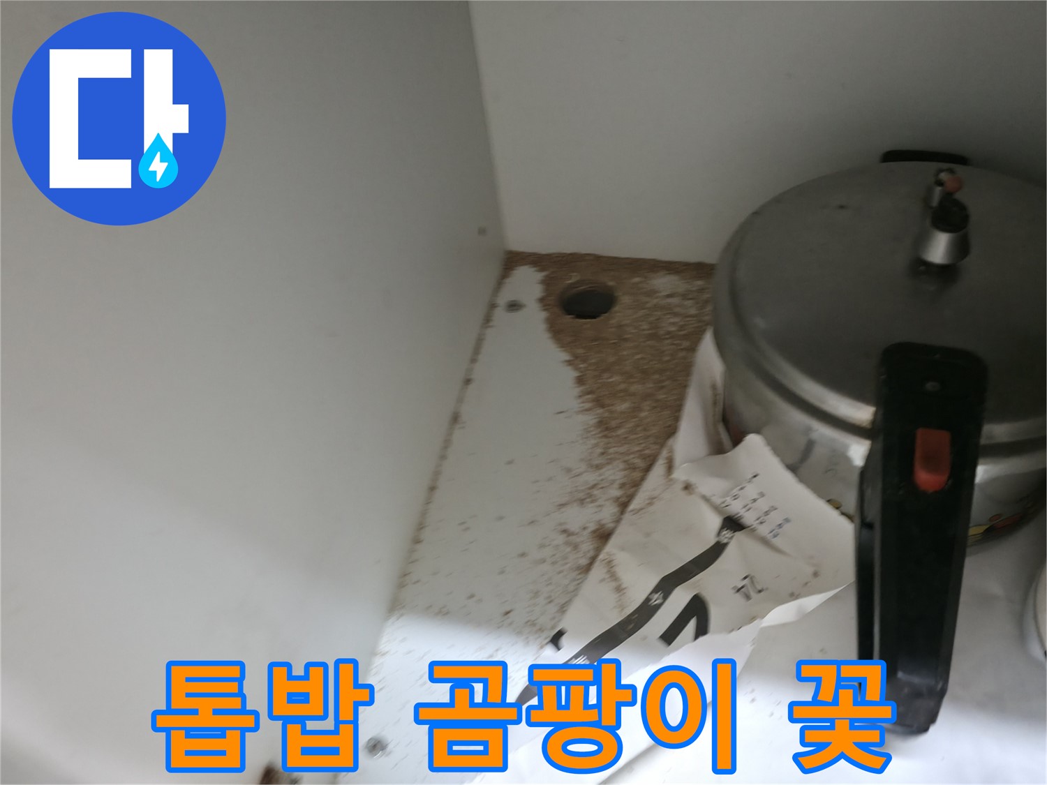 싱크대 밑 - 톱밥 - 곰팡이 서식 - 세균 번식