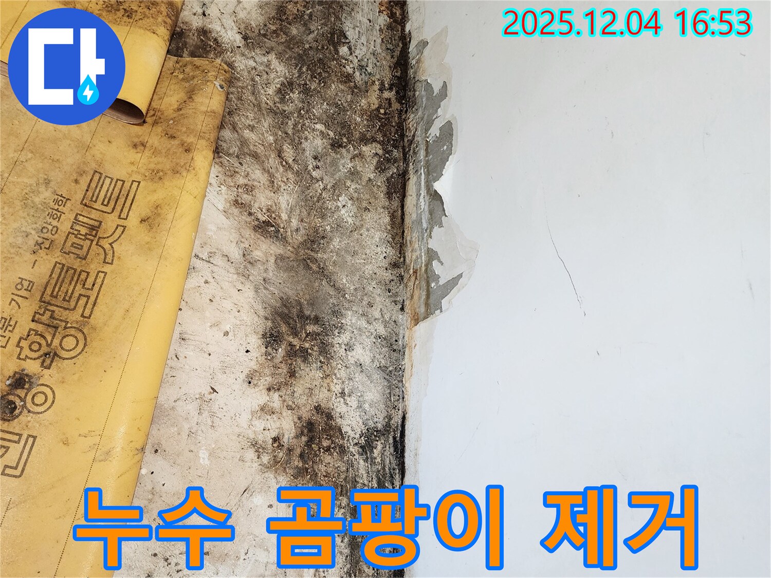 누수와 곰팡이, 젖은 벽 제거 - 정직하고 투명한 견적 제공