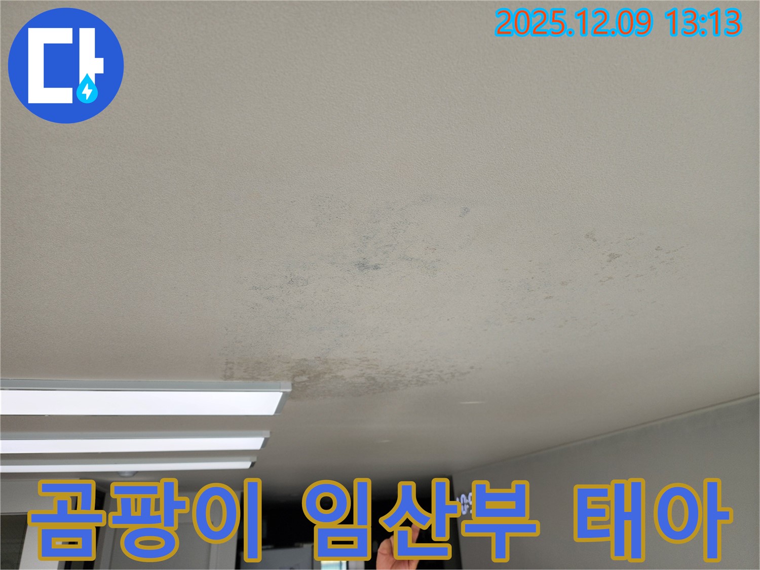 경기도 포천시 영중면 성동리 - 곰팡이, 임산부와 태아에게 치명적인 천장 누수