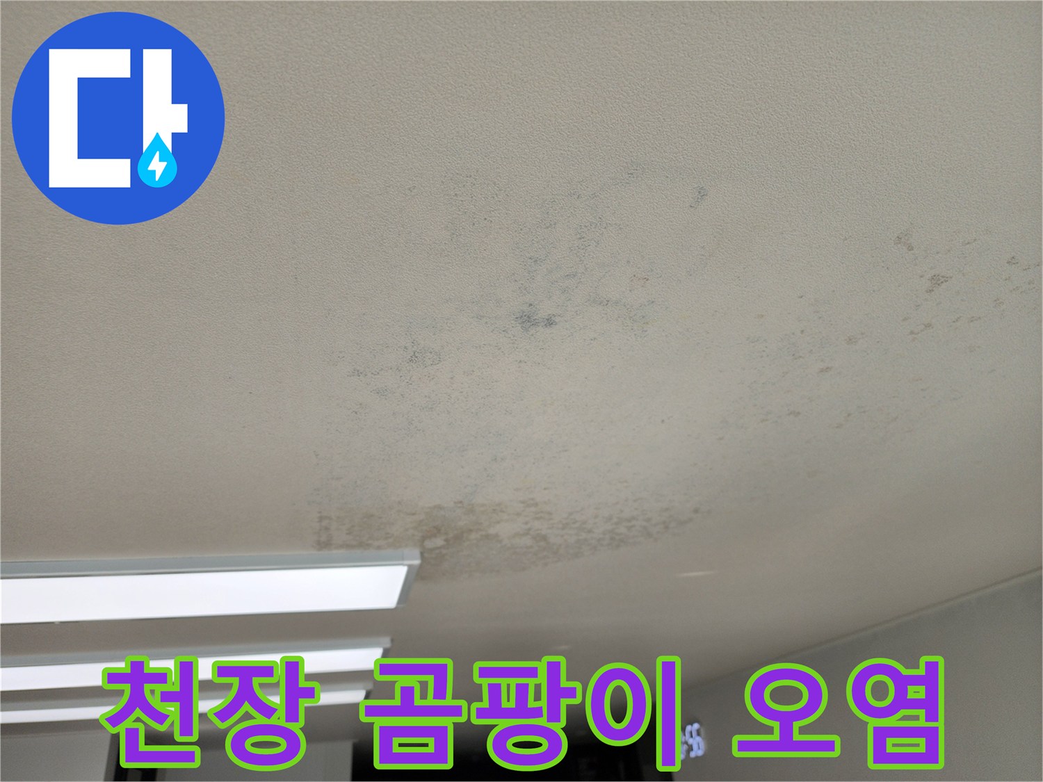 포천 성동리 주택 - 천장 면적에 퍼져있는 곰팡이 얼룩