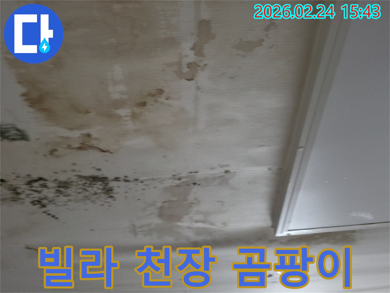 빌라 천장에서 발생한 누수로 인해-벽지에 물자국과-검은 곰팡이가 광범위하게 퍼진-피해 현장