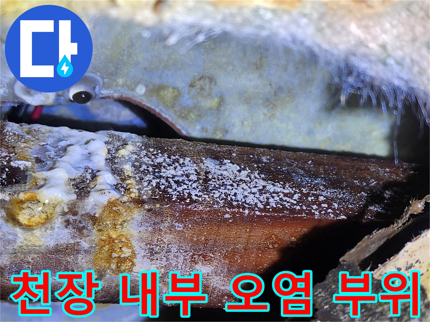 천장 목재 구조물-누수로 인한 하얀색 곰팡이와 변색