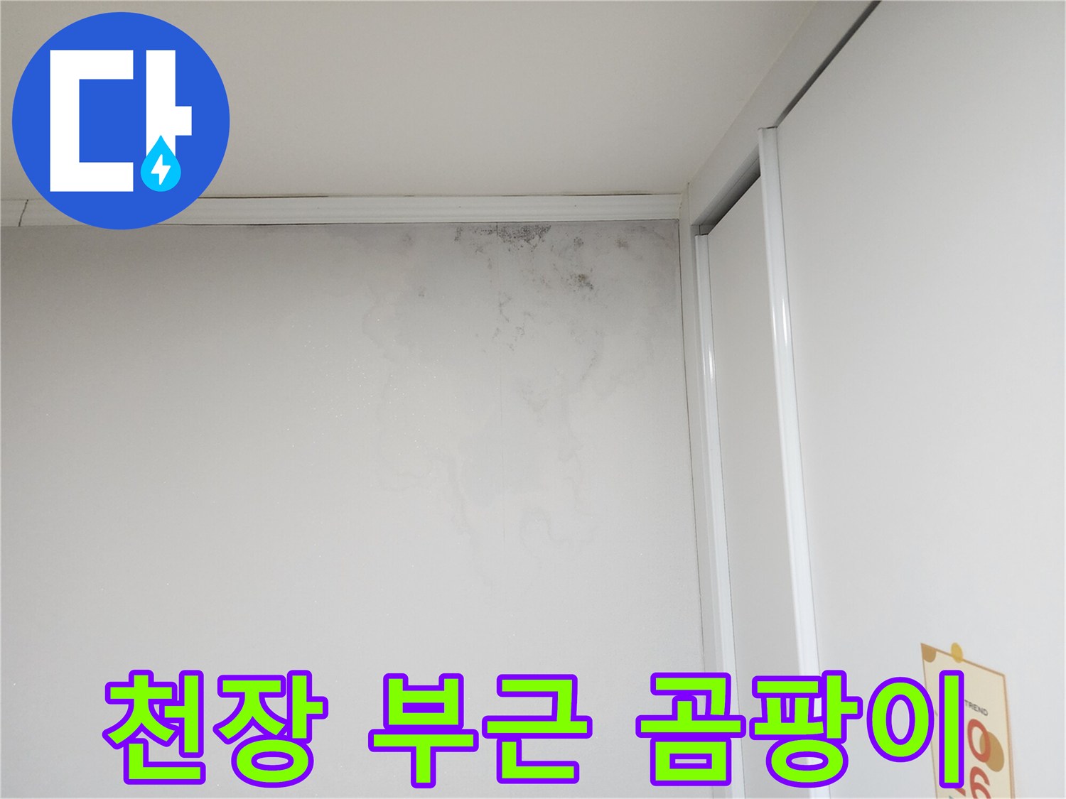 벽지와 천장이 만나는 지점의 곰팡이 번식 상태