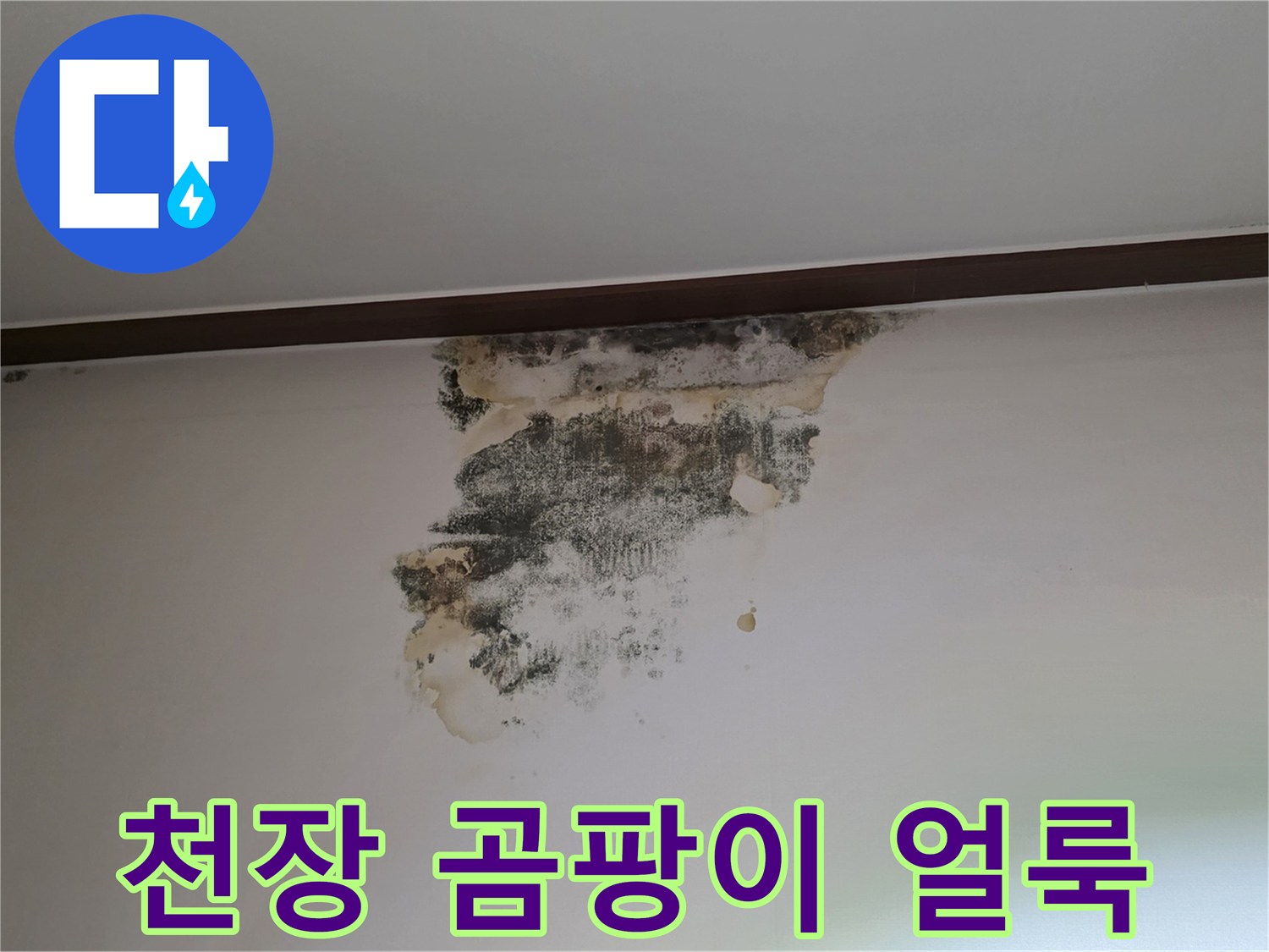 성남 중원구 아랫집 천장 벽지에 발생한 검은 곰팡이와 물얼룩 현상
