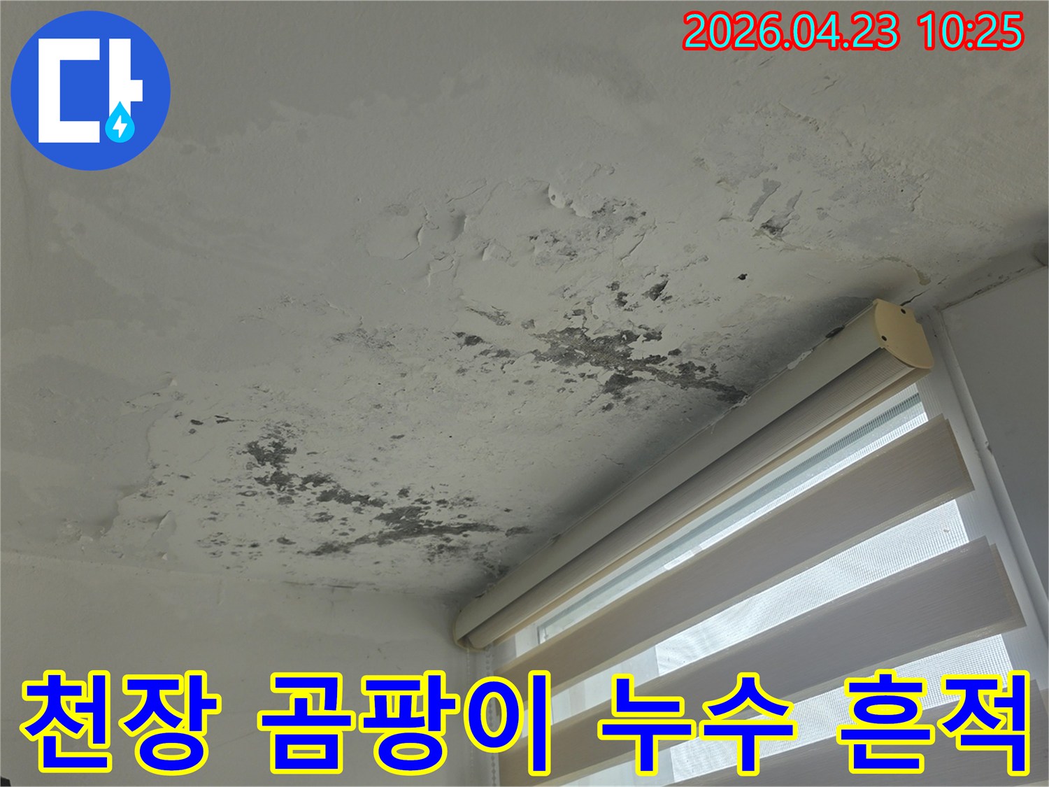 천장 모서리에서 시작된-누수로 인한 심각한 곰팡이와-도배지 손상이 명확히 보이는 현장