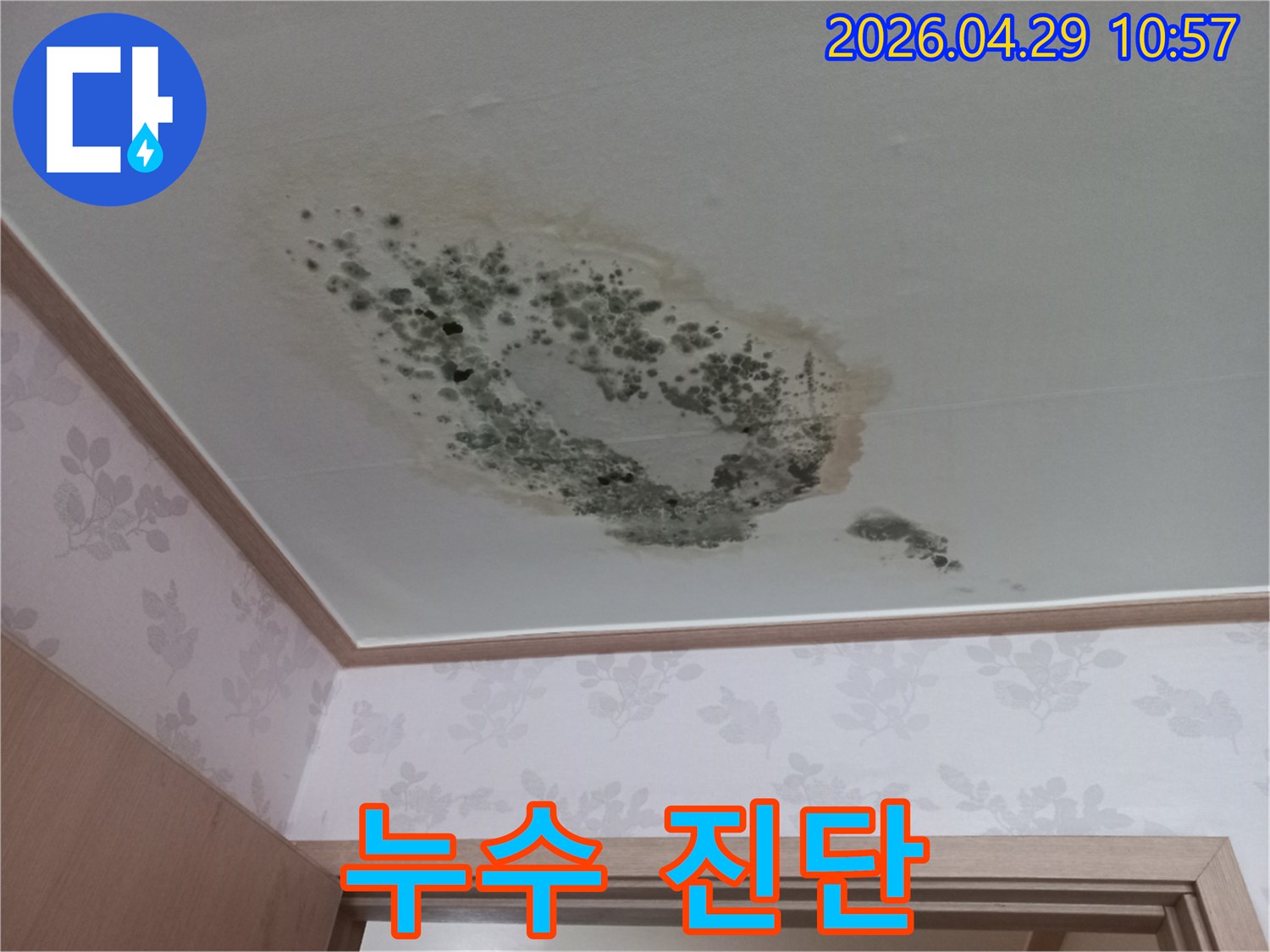 천장 벽지에 생긴 누수 자국과-그 주변으로 번진 곰팡이 모습입니다.