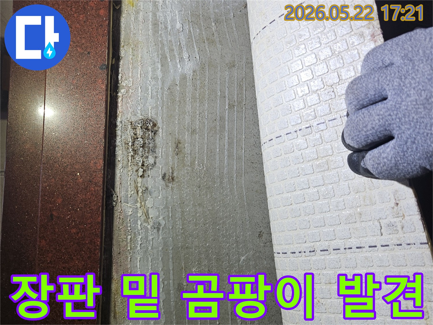 누수-전문가가-장판을-걷어내고-발견한-바닥의-젖은-부분과-심각한-곰팡이-오염-상태입니다