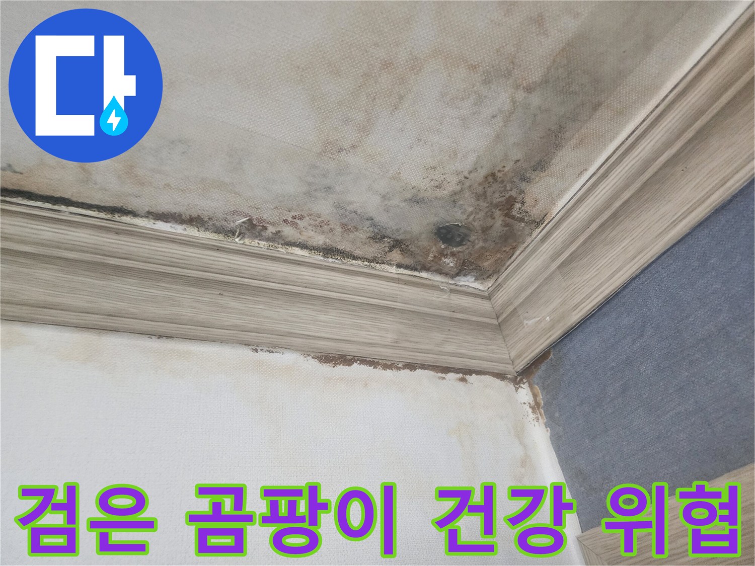 평택 아파트 천장에 번진 검은 곰팡이는-건강에 심각한 위협이 될 수 있어-전문가에 의한 제거가 시급합니다.
