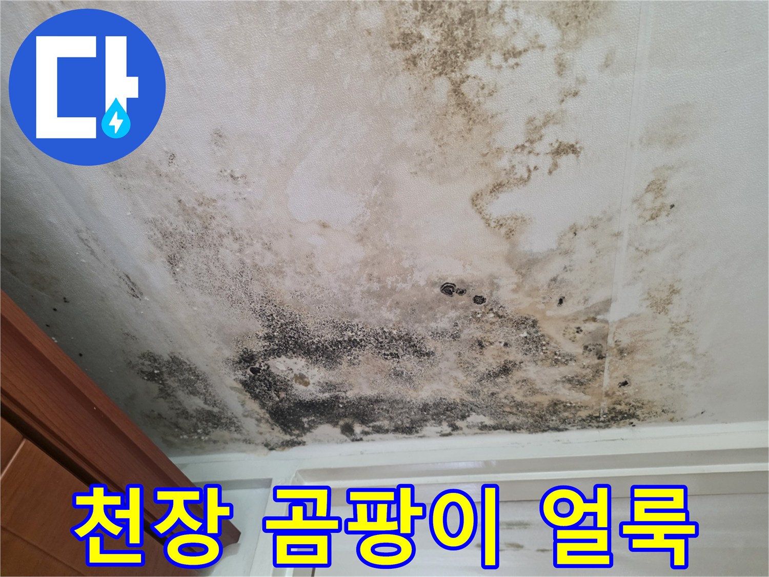 천장 도배지에 발생한 검은 곰팡이와 물 얼룩 상태