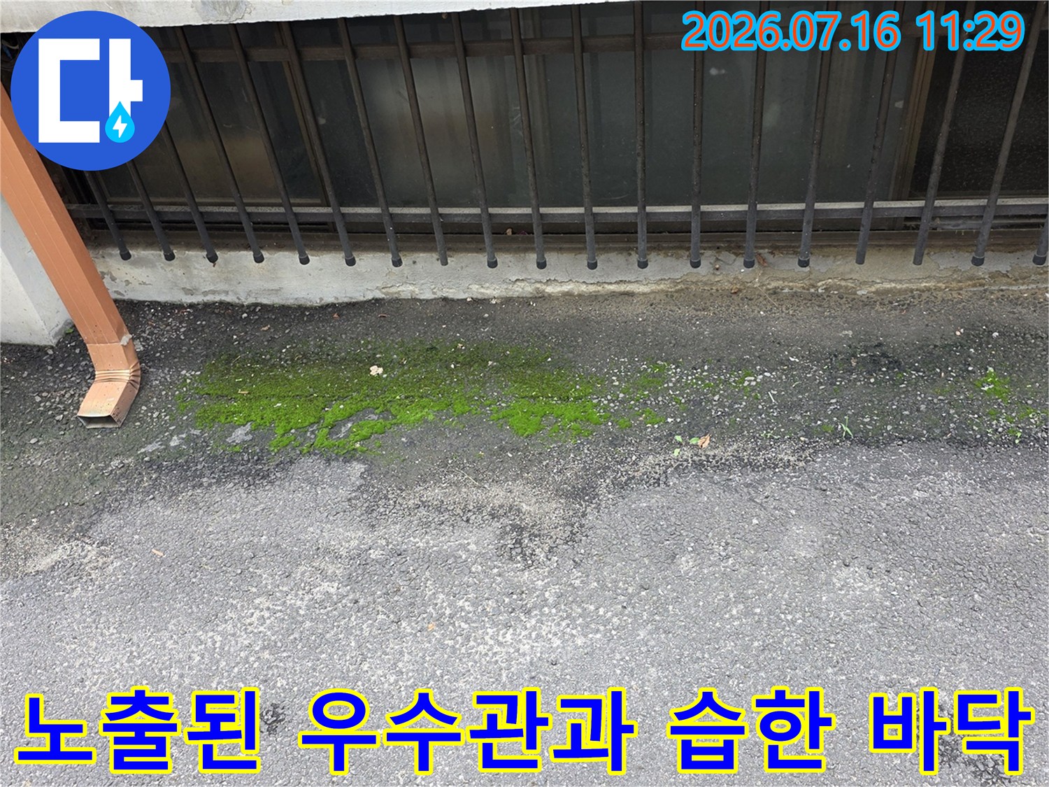 우수관 배출구와 바닥면 사이에 형성된 이끼와 고임 현상
