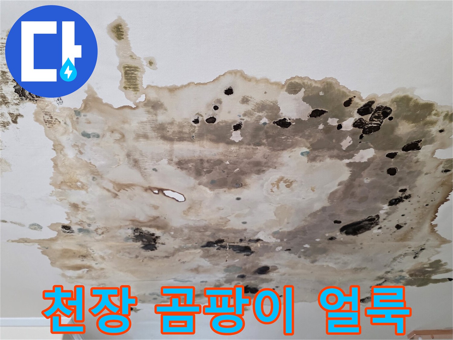 천장-벽지에-번진-심한-곰팡이와-물자국