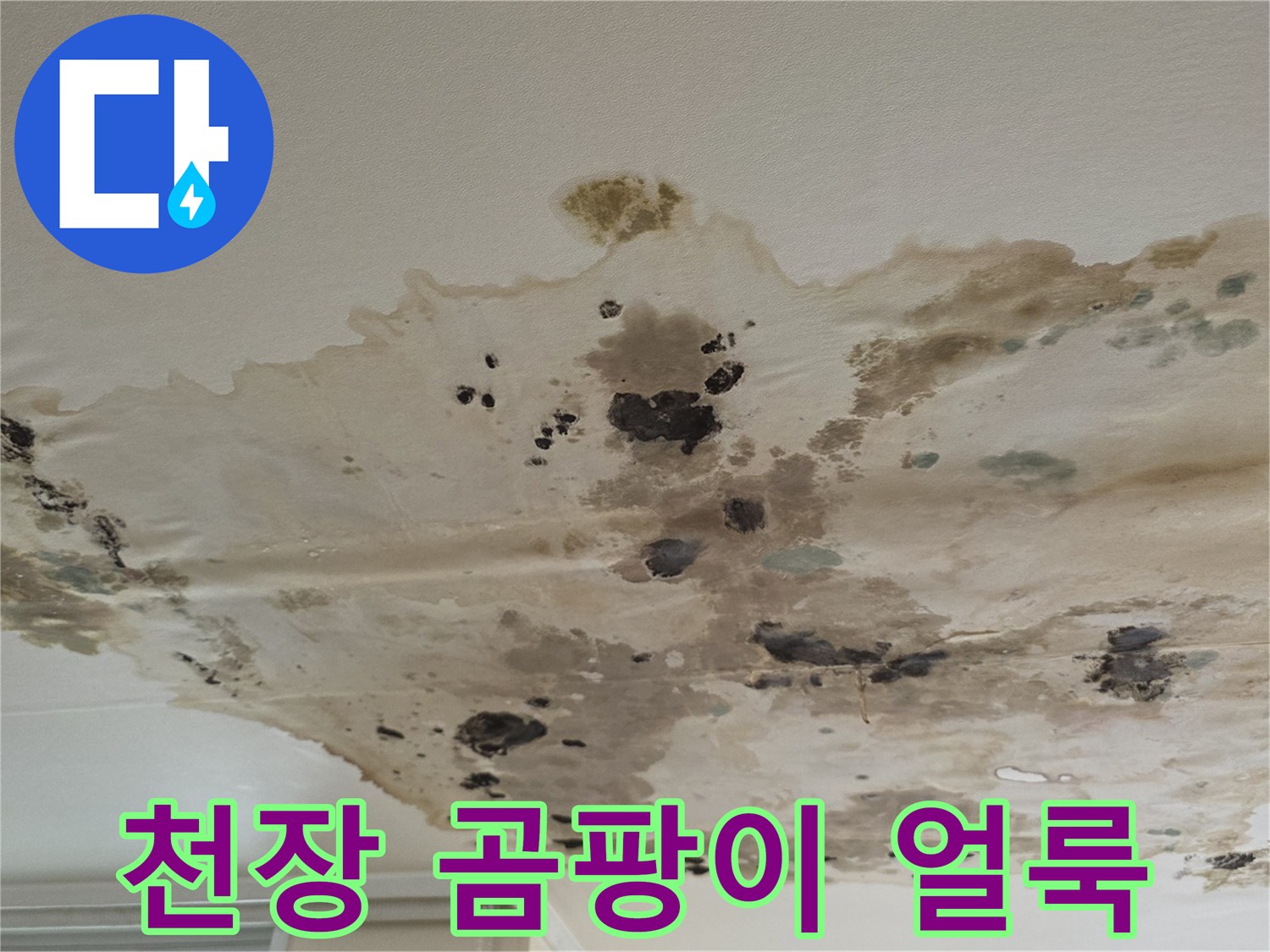 천장-표면에-광범위하게-퍼진-물얼룩과-검은-곰팡이