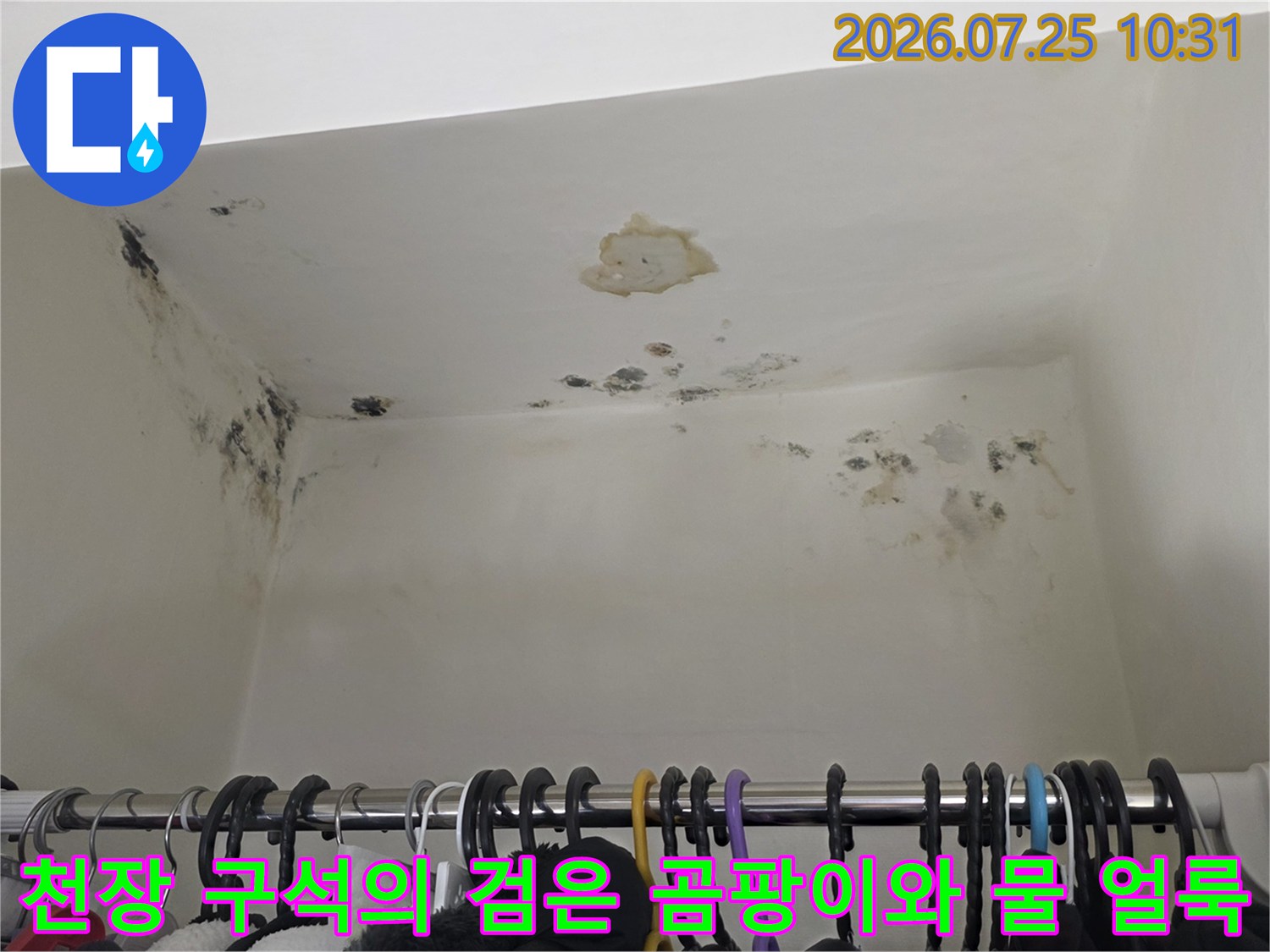 천장과 벽면이 만나는 모서리 지점에-집중적으로 발생한 검은색 곰팡이 군락