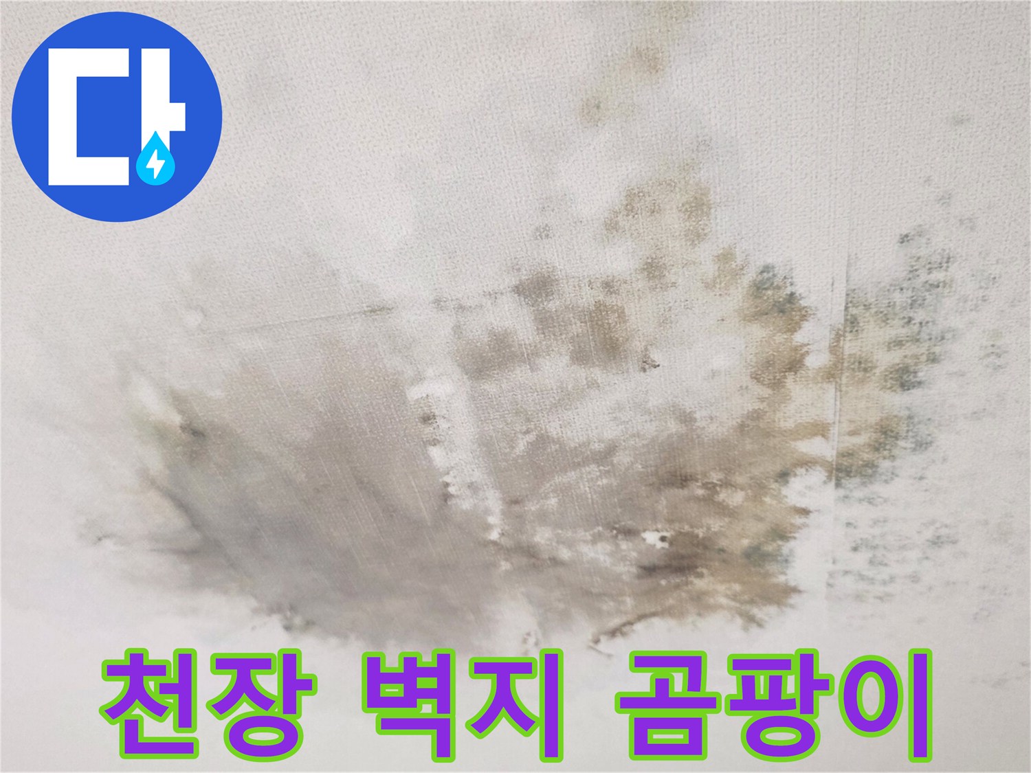 천장 벽지 변색-누수 피해로 인해 발생한 광범위한 곰팡이와 얼룩