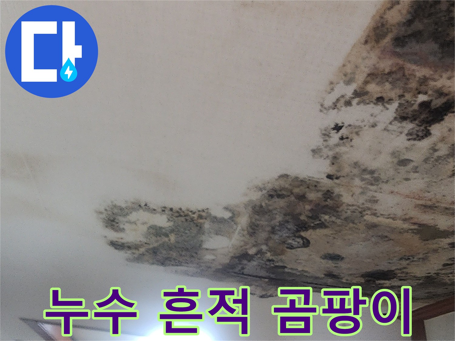 광범위하게 발생한-천장 벽지 곰팡이와 얼룩