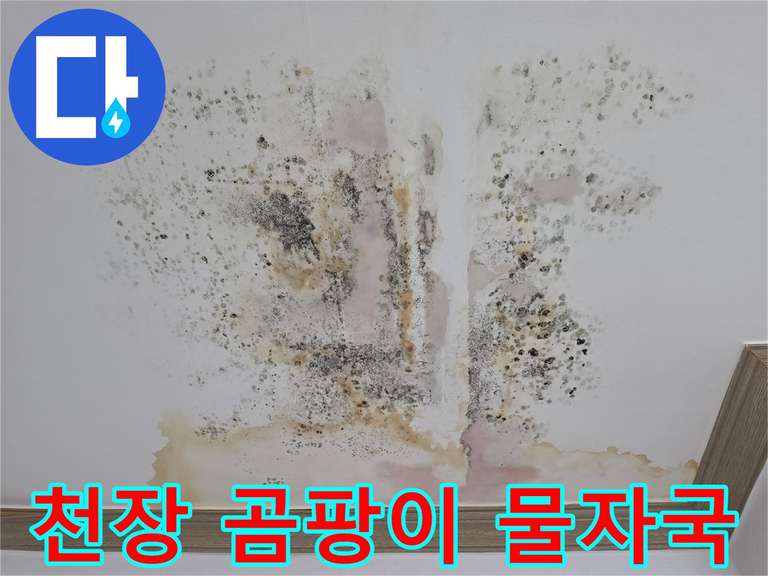심각한 천장 오염-곰팡이와 누런 얼룩의 형태