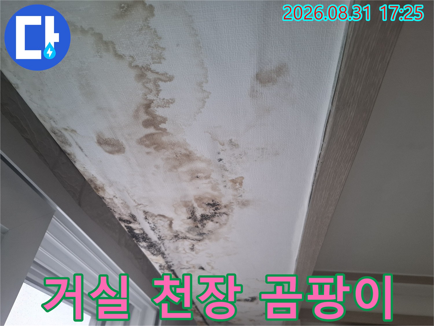 거실 천장 벽지를 타고 번진 어두운 색의 곰팡이와 누수 흔적