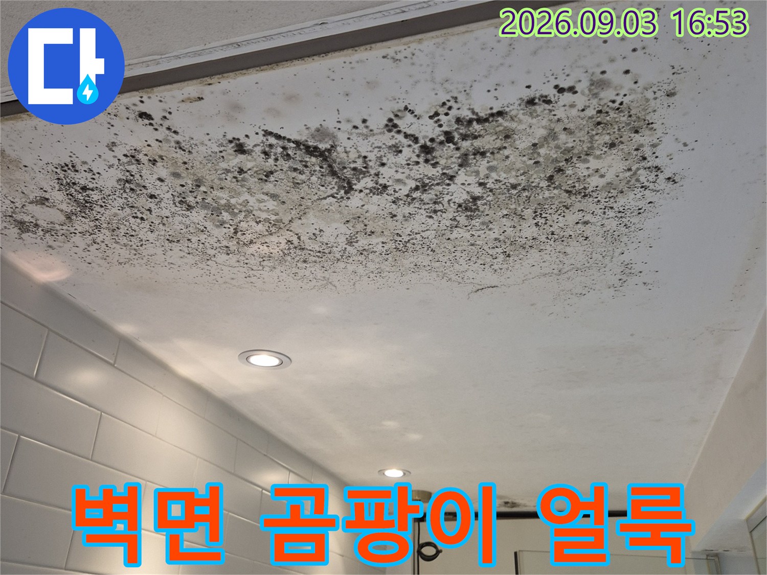 천장 근처 벽지에 발생한 심한 곰팡이 오염 상태