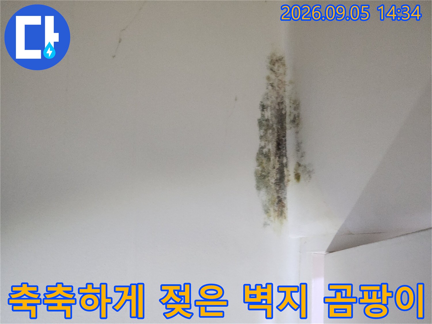 누수로 인해 젖어 있는 천장 벽지의 곰팡이 번식 상태
