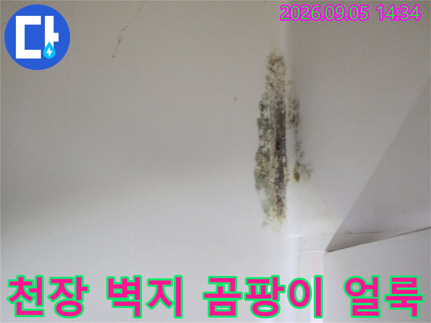 은평구 신사동 현장-천장 벽지에 발생한 검은 곰팡이와 습기 흔적