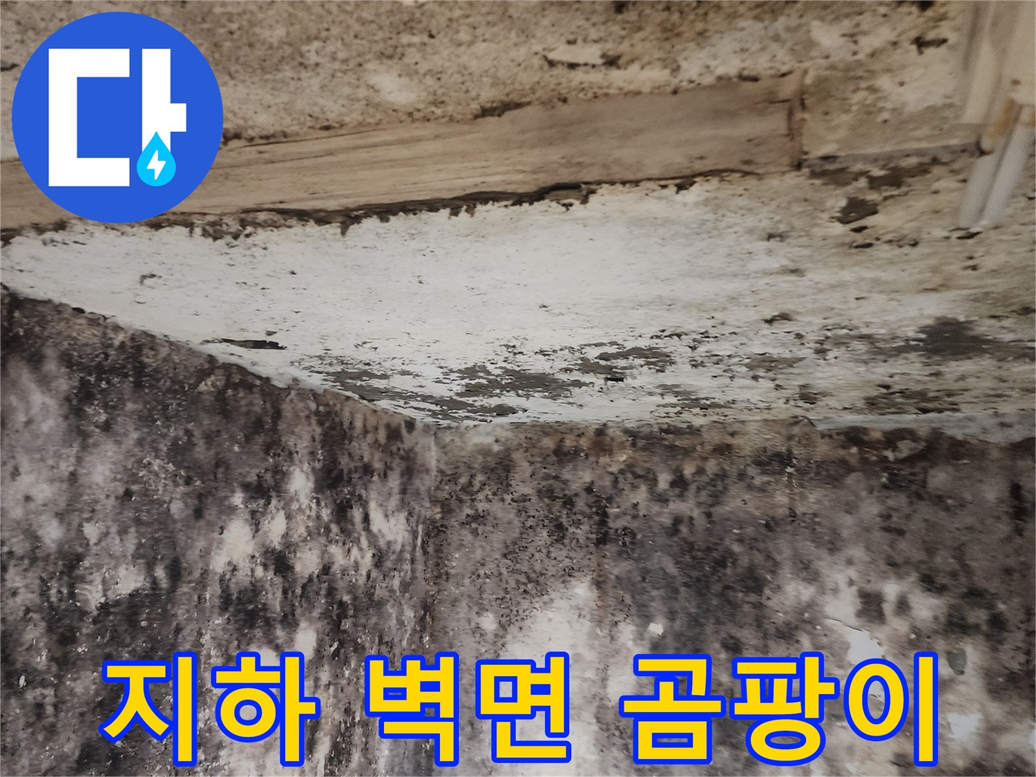 서초구 염곡동-곰팡이가 번진 지하실 내부 벽면