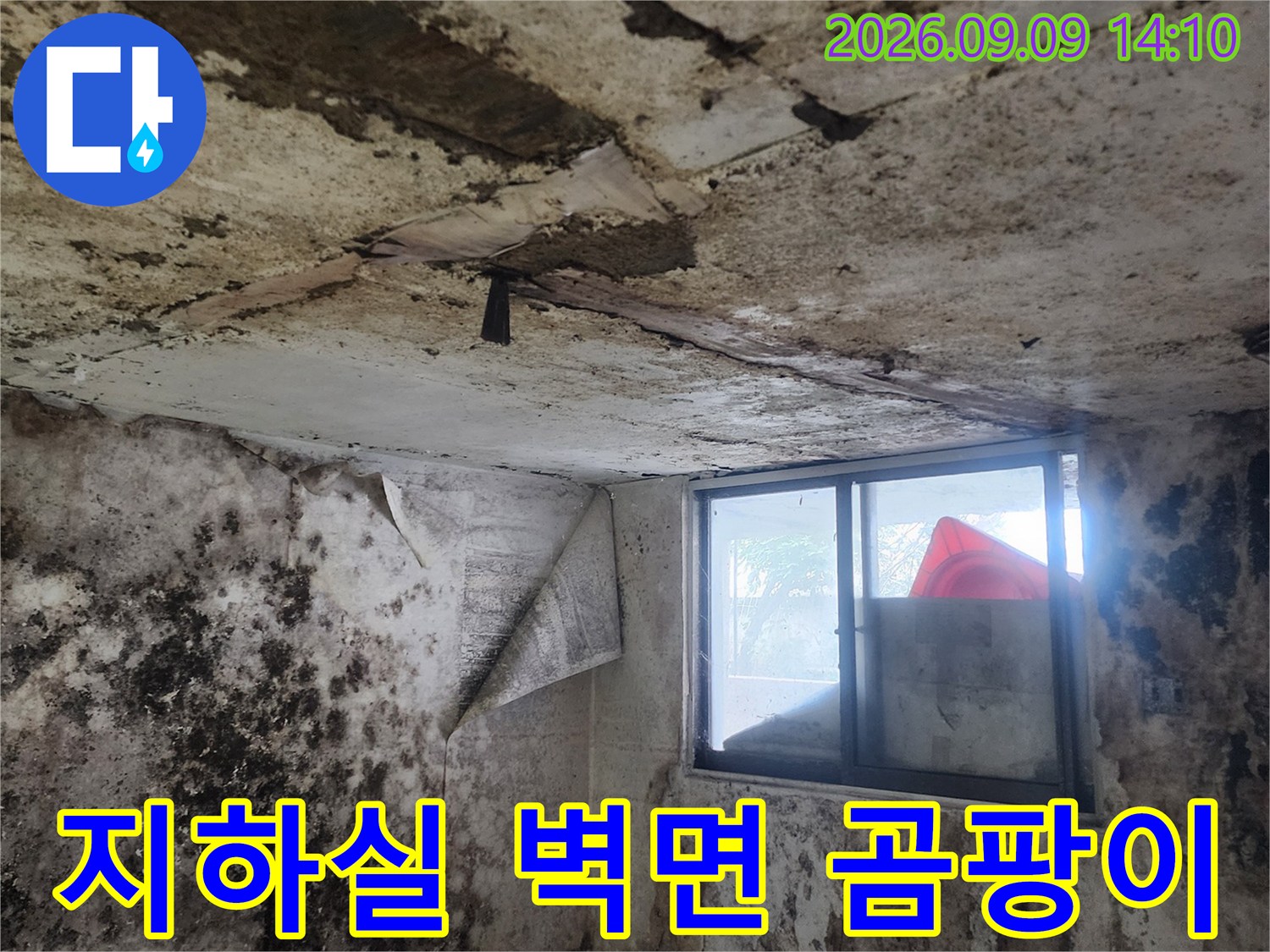 서초구 염곡동 지하실 내부의 심한 곰팡이와 습기 상태