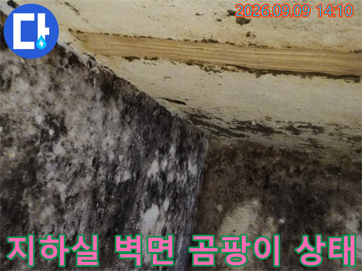 서초구 염곡동 지하실-벽면과 바닥에 심하게 퍼진 곰팡이와 습기 흔적