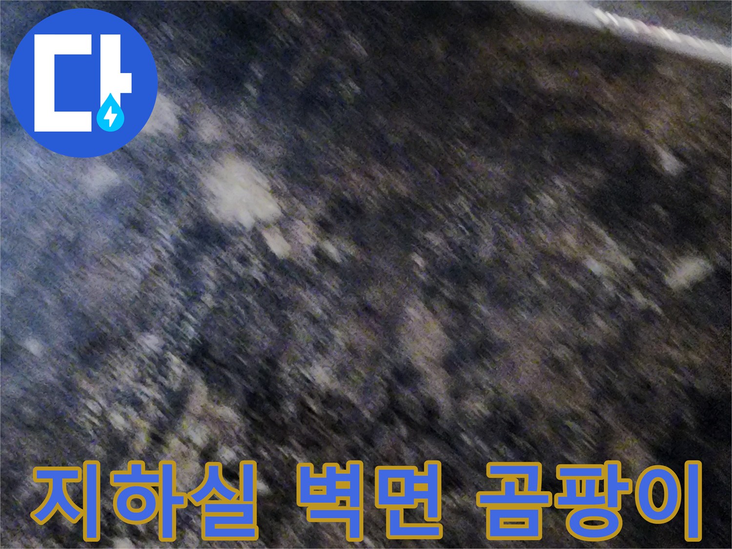 서초구 염곡동-지하실 벽면에 광범위하게 퍼진 곰팡이와 습기 상태